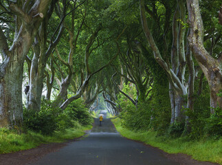 Woman walking in the rain. Woman in the Dark Hedges, is an avenue of beech trees along the road, County Antrim, Northern Ireland.