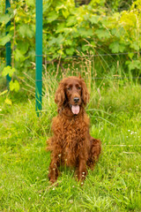 Beautiful Irish setter resting in the garden during summer. Brown dog breed Irish setter with his...