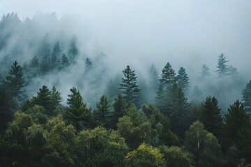 Misty Forest Landscape with Pine Trees