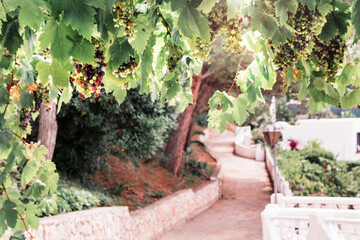 Grapevine Archway in Italian Hotel