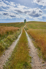 Rural, sky and dirt road with field in agriculture environment, sustainability or nature landscape. Wheat, clouds and bush plant in countryside for farming, growth development or harvest in Denmark