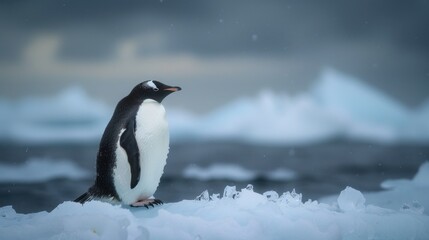 Naklejka premium Single penguin standing on a piece of ice in a vast landscape.