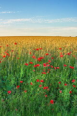 Red poppy, spring and field with sky background in nature, flowers and flora botany or ecology environment. Natural opium, medical plant and vibrant colour or bloom, poisonous and outside vegetation