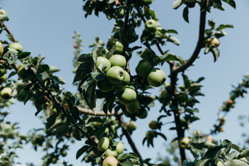 Branch of an apple tree with ripening apples in the sun.