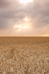 Rural, clouds and wheat field in nature for agriculture, sustainability or harvest in countryside. Ecology, crop and grain development on farm for environment, landscape or growth in Switzerland