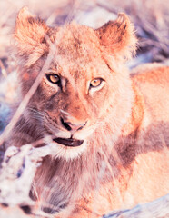 Male lion cub