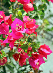 Blooming bougainvillea flowers