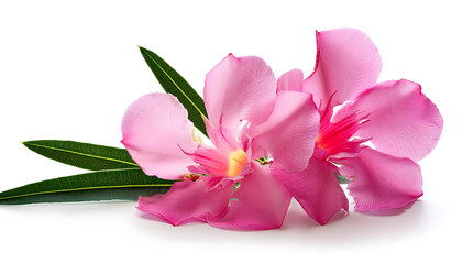 Fototapeta premium Oleander- Oleander, Nerium in spring isolated on white, detailed with a clipping path for a_1(208)
