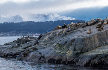 Focas descansando en el canal de beagle, ushuaia argentina © Santiago