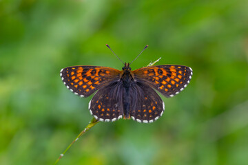 red butterfly on grass, Transcaucasian fritillary, Melitaea caucasogenita
