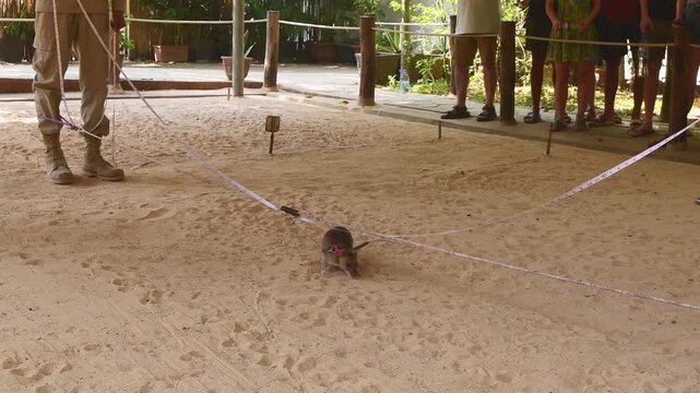 African giant pouched rat search for mine. HeroRats excursion in APOPO Visitor Center. Humanitarian demining. Non-profit organization.APOPO's Landmine Rats show