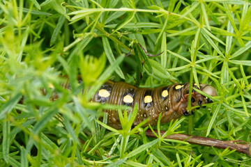 Caterpillar of bedstraw hawk-moth (Hyles gallii).