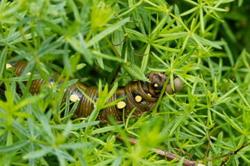 Caterpillar of bedstraw hawk-moth (Hyles gallii).