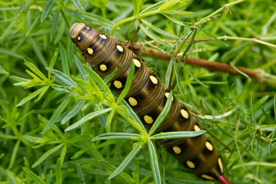 Caterpillar of bedstraw hawk-moth (Hyles gallii).