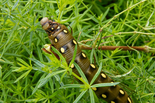 Caterpillar of bedstraw hawk-moth (Hyles gallii).