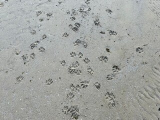 Dog Prints in Sand