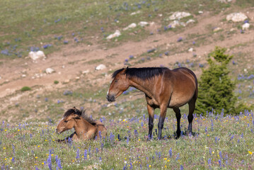 Wild Horse Mare and Foal in Summer in the Pryor Mountains Montana