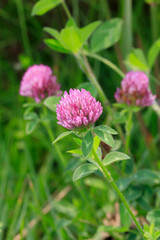 Purple clover blooming in Hotoke-numa Swamp