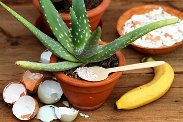 Crushed eggshells and banana peels enrich the soil with calcium and other elements for plants. Eco...