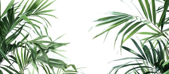 Fototapeta premium Lady palm and bamboo palm leaves against a white backdrop for designing with copy space image