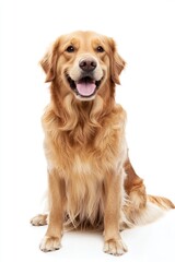 Golden Retriever dog isolated on white background, studio shot with happy expression and tongue out. Generative ai