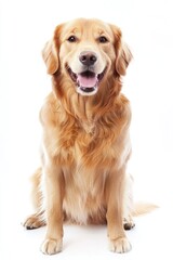 Obraz premium Golden Retriever dog isolated on white background, studio shot with happy expression and tongue out. Generative ai