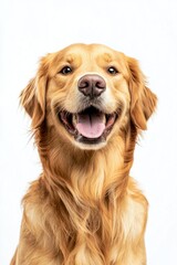 Golden Retriever dog isolated on white background, studio shot with happy expression and tongue out. Generative ai
