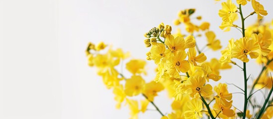 Close up of yellow flowers on a white background with copy space image