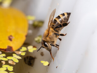 P7260292 Western honey bee, Apis mellifera, drinking water with extended proboscis, cECP 2024