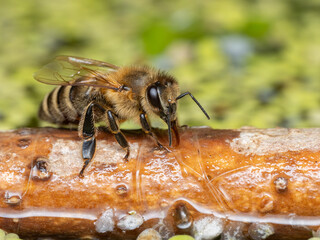 P7270365 Western honey bee, Apis mellifera, drinking water from a wet floating branch, cECP 2024