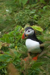 Naklejka premium atlantic puffin