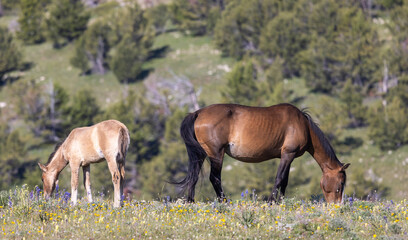 Obraz premium Wild Horse Mare and Foal in Summer in the Pryor Mountains Montana