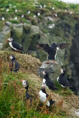 atlantic puffin