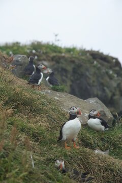 atlantic puffin