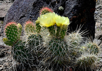 Porcupine Prickly Pear Cactus (Opuntia polyacantha) blooms in the high desert of Nevada.

