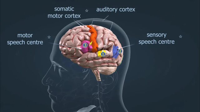  Repeating words heard through cortical centre