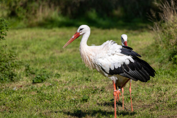 Fototapeta premium a white storks stand in a meadow.