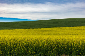 vibrant yellow colored rapeseed fields in Palouse ,Washington.