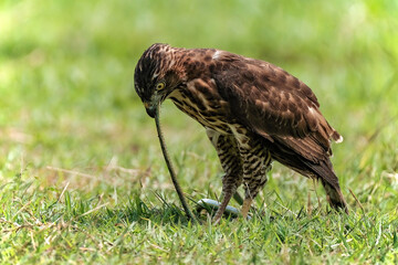 Crested Goshawk bird fighting with snake on the green grass