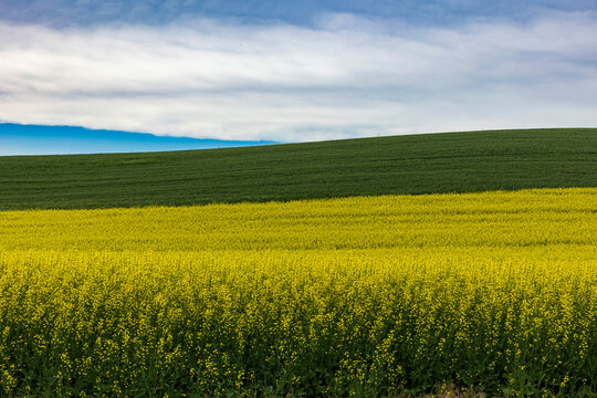 vibrant yellow colored rapeseed fields in Palouse ,Washington.