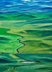 dramatic rolling hills of green fields of farm lands  in Palouse ,Washington