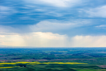 dramatic rolling hills of green fields of farm lands  in Palouse ,Washington