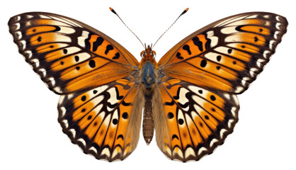 Fototapeta premium PNG Butterfly animal insect white background.