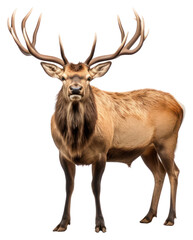 PNG Elk wildlife antler animal.