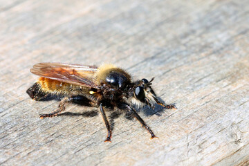 Laphria flava
