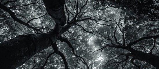 Monochrome background featuring a tree canopy viewed from below creating a peaceful rainforest wallpaper with a pattern of branches and leaves perfect for tropical forest concepts Grey tree backdrop