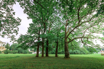 Sunlight shines through trees in a park, creating shadows on the grass. The trees create a tunnel effect leading to a distant building.