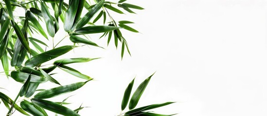 Fototapeta premium Isolated bamboo leaves on a white backdrop with copy space image