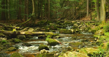 A picturesque forest scene with a babbling stream flowing over mossy rocks and through fallen tree trunks, showcasing nature's untouched beauty and tranquility.