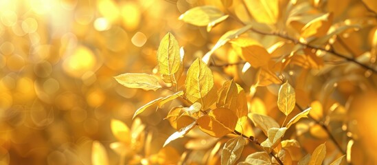 Fototapeta premium Vibrant yellow leaves stand out in the garden capturing the essence of a fresh morning and the approach of dusk providing ample copy space in the image